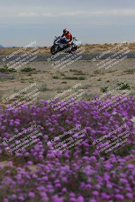 media/Jan-14-2023-SoCal Trackdays (Sat) [[497694156f]]/Turn 14 Exit Bloomig (145pm)/